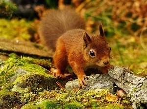 /pliki/zdjecia/je 2.jpg